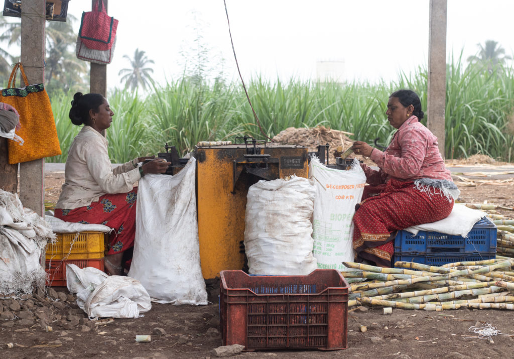 Ujjwala Chavan (left) and Shalan Khot cut sugarcane buds in the Khutwad village in the western Indian state of Maharastra / credit: Sanket Jain