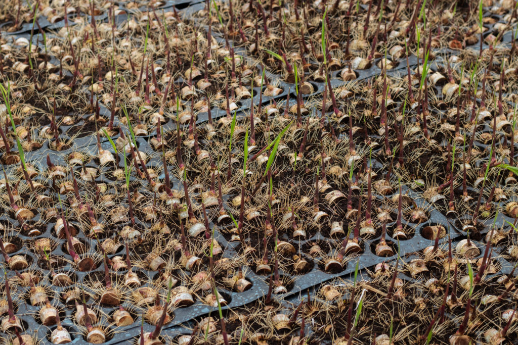The rapidly changing local climate is forcing nursery owners to increase the use of chemical fertilizers and pesticides to ensure the sugarcane buds germinate in time / credit: Sanket Jain